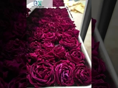 Air Cooling Vegetable Freeze Dryer com capacidade de 100 kg/lote e bomba de vácuo Baosi ou Bitzer