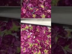 Secagem por congelamento em casa: fácil de usar, eficiente em termos energéticos e adequado à sua cozinha